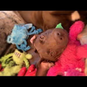 Meet your Posher, Dave